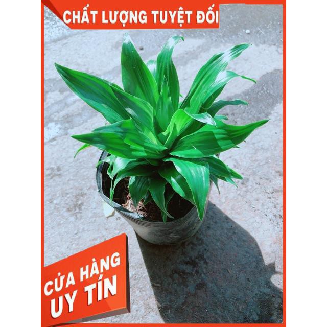 Cây Phát Tài