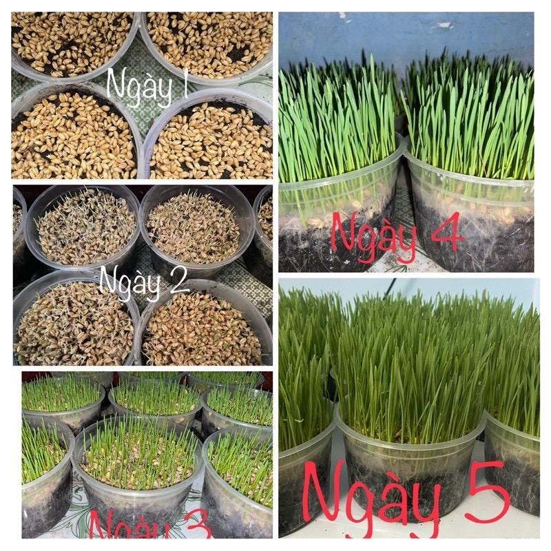 Bộ kit cỏ cho mèo tự trồng giúp bé bổ sung tiêu búi lông, sạch miệng, hạn chế táo bón - Halopetshop
