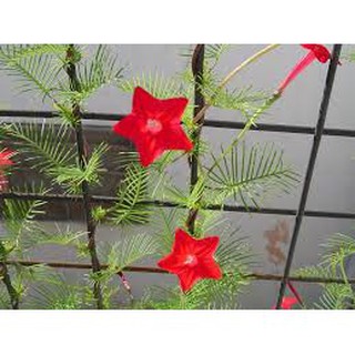 Hạt Giống Hoa Tóc Tiên Mix