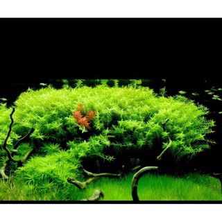 cây thủy sinh vảy ốc