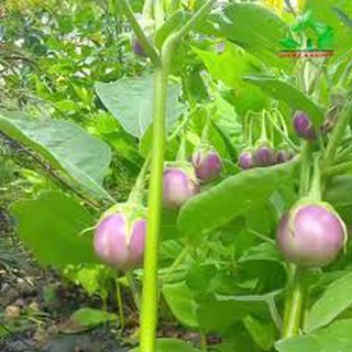 Hạt giống cà pháo tím (2g)