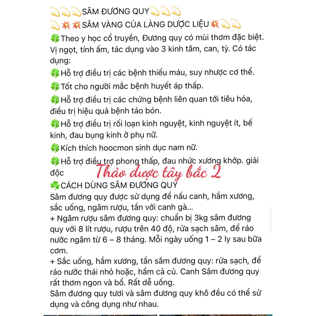 Sâm Dương Quy Tươi  Sìn Hồ 1KG - Lai Châu,Sâm tự nhiên