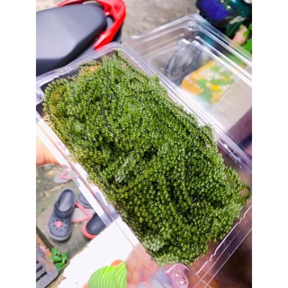 Rong nho tươi nửa kg