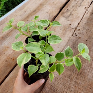 Cây trầu bà càng cua cẩm thạch