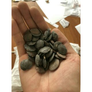 Hạt giống hoa tử đằng ( 3 hạt )