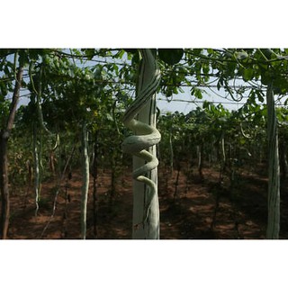 Hạt Giống Mướp Rắn