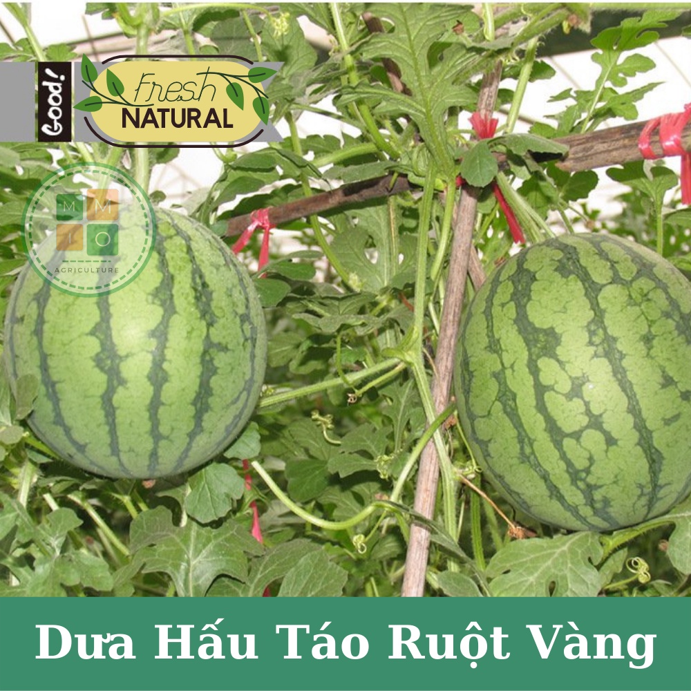 Hạt giống dưa hấu táo ruột vàng