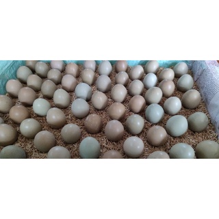 15 trứng ấp chim trĩ đỏ