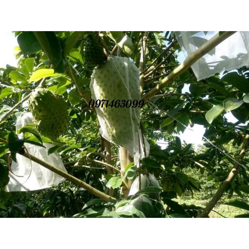 500g trà mãng cầu xiêm Tân Phú Đông