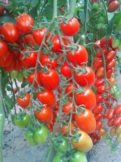 Hạt Giống Cà Chua Cherry Đỏ