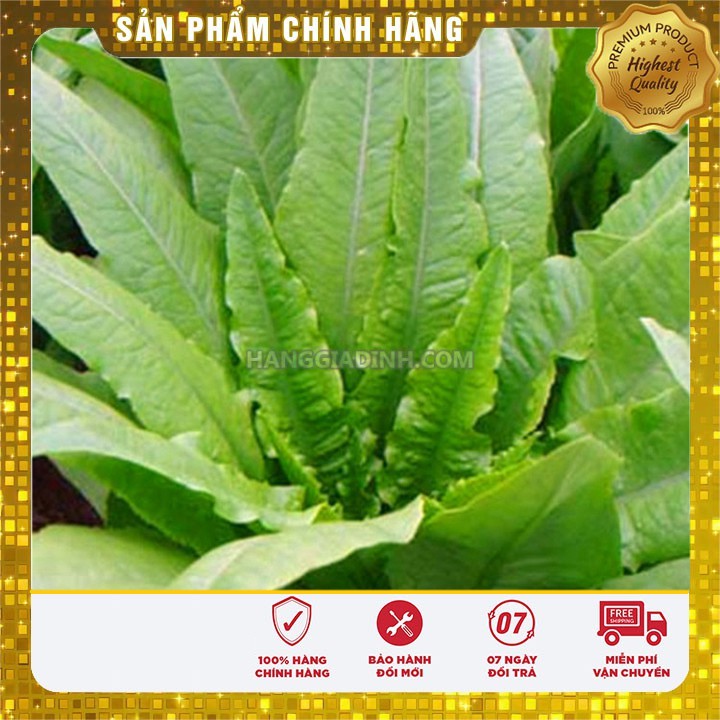 Hạt giống rau diếp thơm - 5gr