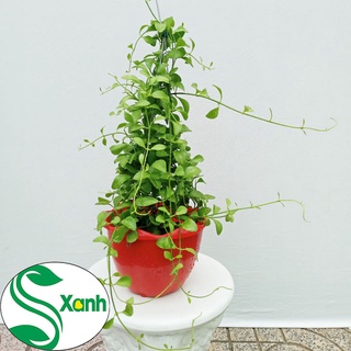 chậu treo hạt dưa