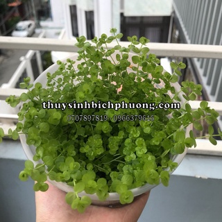 TRÂN CHÂU NGỌC TRAI CAO LÁ TRÒN