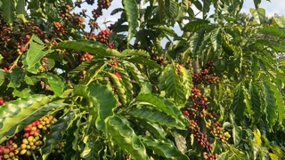 Cà phê robusta 100% nguyên chất