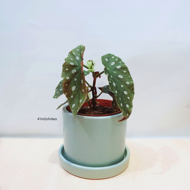 Cây Thu Hải Đường - Begonia Maculata