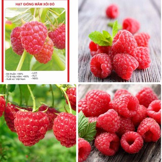 Hạt giống mâm xôi đỏ