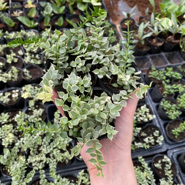 Sedum lá tim