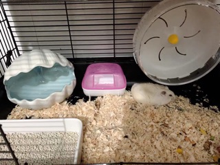 💜 WHEEL CHẠY DÀNH CHO HAMSTER 💜
