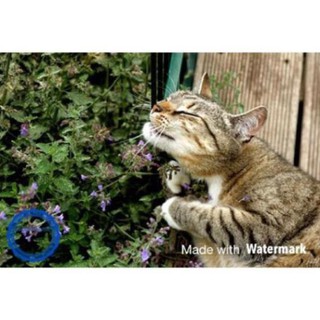 HẾT HÀNG  🌳🐾50 HẠT GIỐNG CỎ MÈO CATNIP CHO SEN TỰ TRỒNG!!