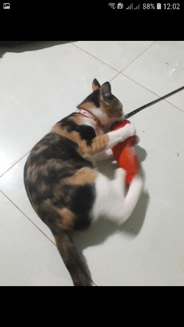 Đồ Chơi Cá Bông nhồi cỏ bạc hà catnip cho mèo