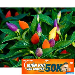 30 Hạt giống Ớt ngũ sắc (tặng gói kích nẩy mầm và hướng dẫn)