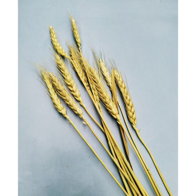 10 bông lúa mạch khô