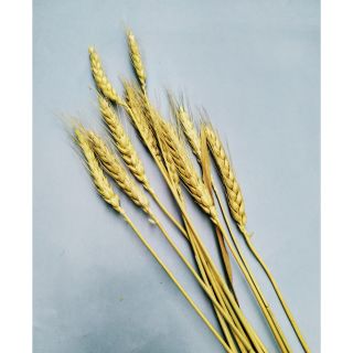 10 bông lúa mạch khô