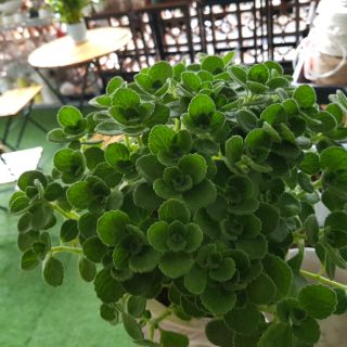 Nhất mạt hương bụi lớn