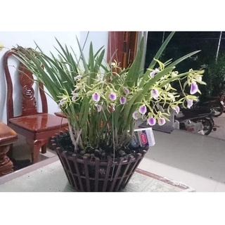 HOA LAN BRASS ĐUÔI CÔNG CÂY GIỐNG