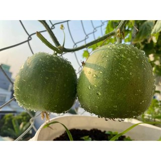 DƯA LÊ XANH SIÊU NGỌT KNOW YOU