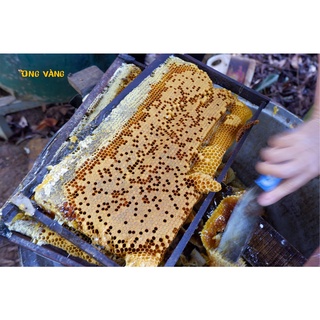 Mật ong hoa cà phê nguyên chất 1000 ML (1.4 Kg)