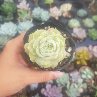 Sen đá đột biến tự chọn.