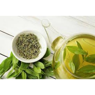 bầu cây giống cây trà (chè ) xanh