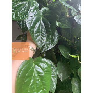 Lá trầu không tươi 200gr