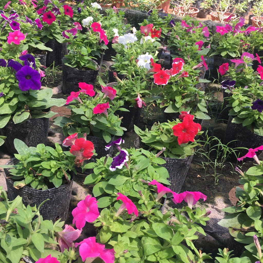 Cây Hoa Dạ Yên Thảo Nhiều Màu,Sẵn Nụ Và Hoa