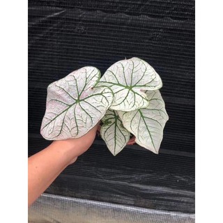Cây (Môn Giáng Sinh Trắng Caladium white chítmas)