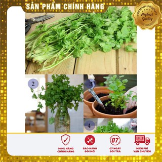 Hạt giống Rau Mùi Chịu Nhiệt trồng quanh năm gói 20 gram
