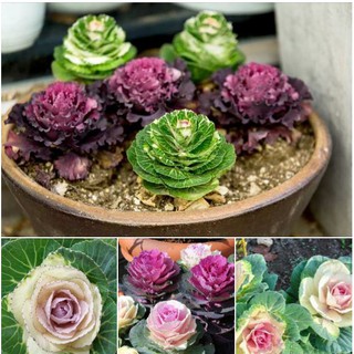 20 Hạt Giống Hoa Bắp Cải mix màu(Kèm kích thích hạt nảy mầm)