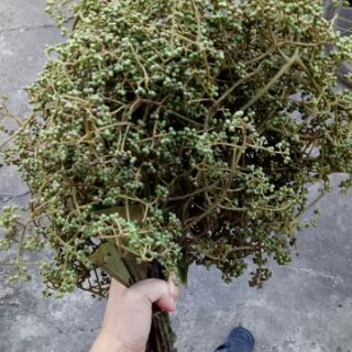Hạt Mắc Khén