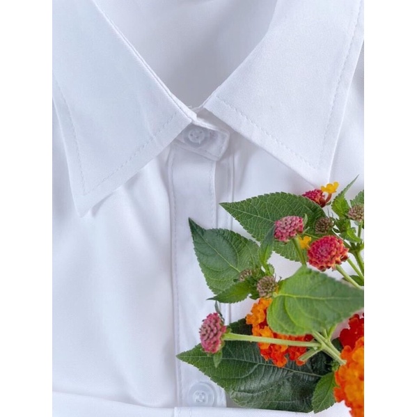 Áo sơ mi trắng tay dài chất cotton lụa siêu dày dặn
