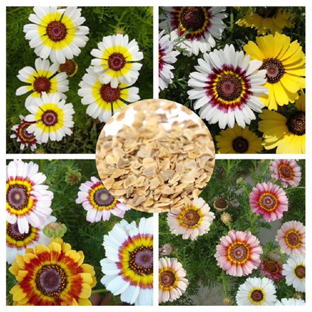 Hạt giống hoa cúc chi Mix nhiều màu Sao Thần Nông gói 100 Hạt
