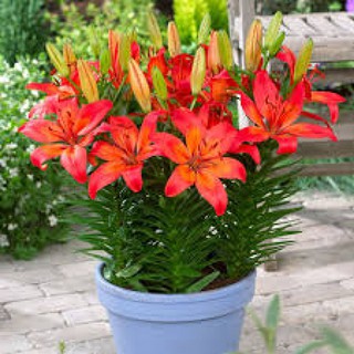 củ HOA LY LÙN HÀ LAN-củ giống