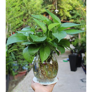 trầu bà thủy sinh