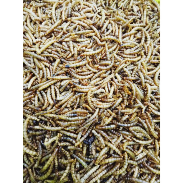 sâu Super worm size trung dành cho hamster , chim, nhím,..