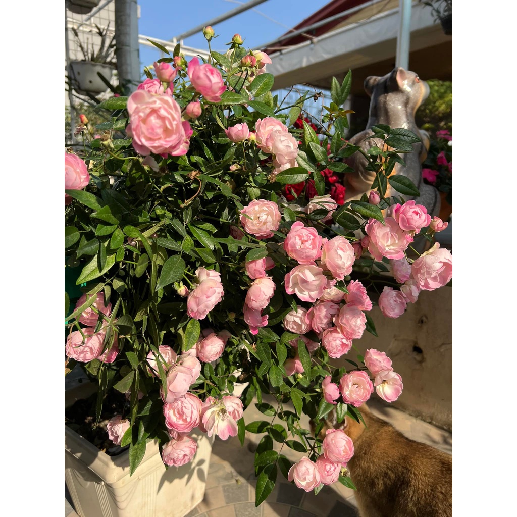 Hoa hồng trứng siêu hoa SIÊU THƠM DỄ CHĂM DỄ TRỒNG-hoangoaimelinh