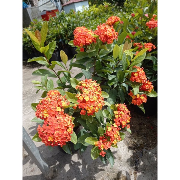 Cây mẫu đơn siêu bông