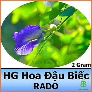 Hạt Giống Hoa Đậu Biếc Giống Chuẩn, Năng Suất Cao 2G