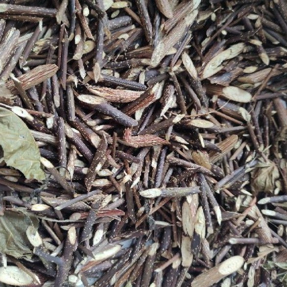 100g cây cách  phơi khô