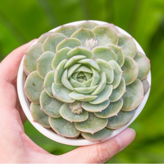 Sen đá ngọc bích 9-11cm - Vườn sen đá