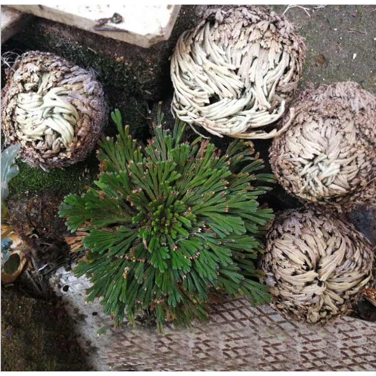 Cây phục sinh _ Rose of Jericho